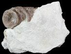 Associated Xiphactinus Vertebrae In Rock - Kansas #54263-2